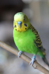 Green parakeet 