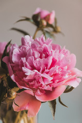 Closeup of beautiful pink peony flower petals closeup. Vertical shot