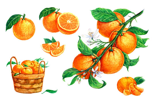 Oranges in a basket, orange with a leaf, oranges on a branch. Set of watercolor illustrations for labels, menus, or packaging design.