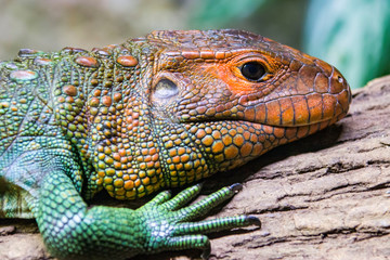 The Northern caiman lizard lies on the trunk. 
It is a species of lizard found in northern South America.
The body of the caiman lizard is very similar to that of a crocodile. 