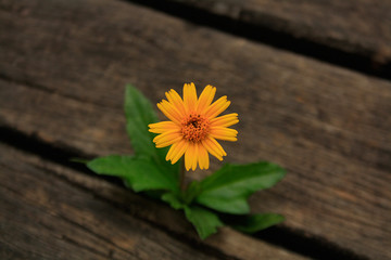 Botanical Garden of S&atilde;o Paulo / S&atilde;o Paulo - (flower over bridge)