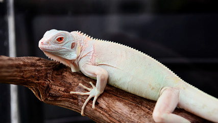 white Iguana
