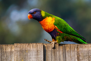 Parrot standing on wooden fence