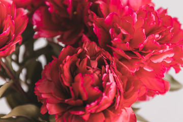 Fototapeta premium Red peonies bouquet isolated on gray background. Wedding invitation concept