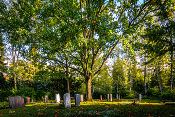 Plakat cemetary with sunlight shinning through a large tree