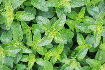 Green leaves of oregano grass. Spice for cooking. Useful herb for human health. Selective focus. Close-up.
