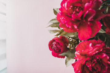 Closeup of red peonies bouquet in a vase on grey background, flat lay