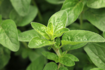 Green leaves of oregano grass. Spice for cooking. Useful herb for human health. Selective focus. Close-up.
