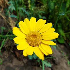 Corn marigolds (Glebionis segetum); close up