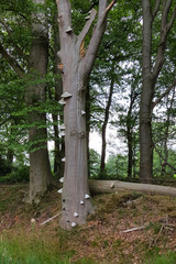 Tinder fungi (Fomes fomentarius) on trunk of beech tree (Fagus sp.)
