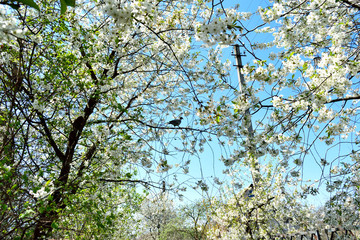 dove sits on a branch of blooming cherry
