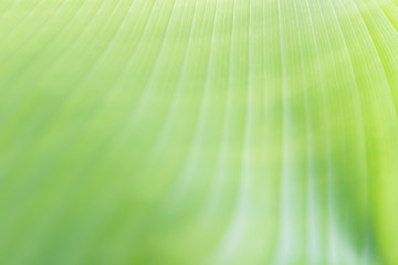 A green banana leaf with line background shallow focus