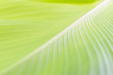 A bright green bana leaf with core and line pattern