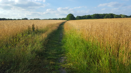 Path between corn fields, Overijssel, Netherlands
