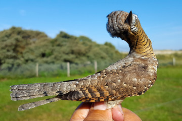 Eurasian wryneck (Jynx torquilla) just banded/ringed