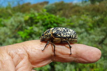 Female of beetle Polyphylla fullo on finger