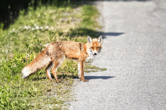 ein Fuchs am strassenrand in der Fussg&auml;ngerzone
