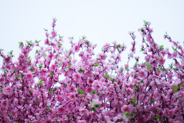 field of lavender flowers
