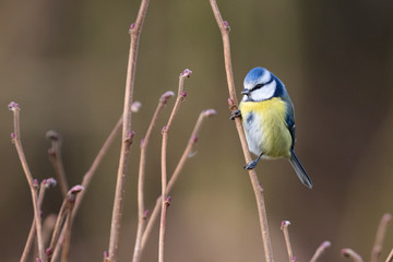 Eurasian blue tit (Cyanistes caeruleus) perched on branch