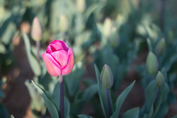 pink tulips in spring
