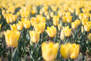 Obraz premium yellow tulips in spring