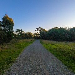 Walking path with wild green plants and blue sky in background