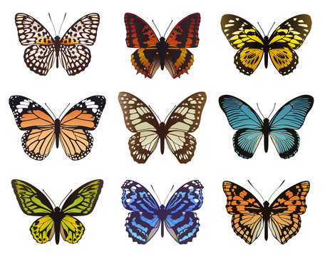 Collection of multicolored butterflies. Vector illustration.