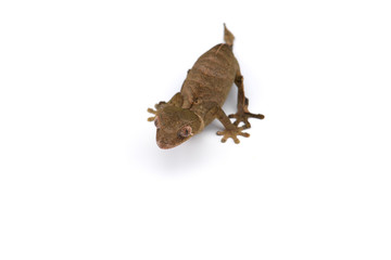 Fototapeta premium Mossy Leaf-tailed Gecko top view isolated on white bacground