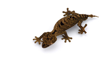 Mossy Leaf-tailed Gecko top view isolated on white bacground