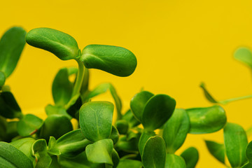 Micro green leaves close up against yellow background