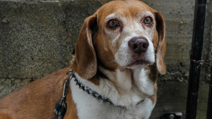 A serious beagle