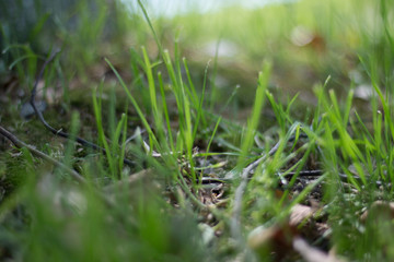grass and water