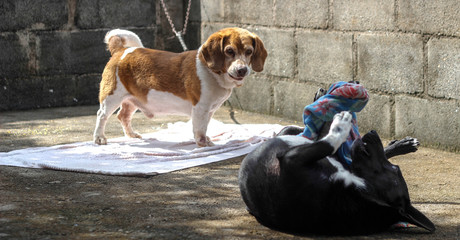 two dogs playing