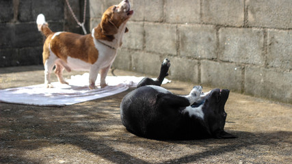 two dogs playing