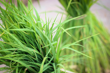 Green rice being planted.