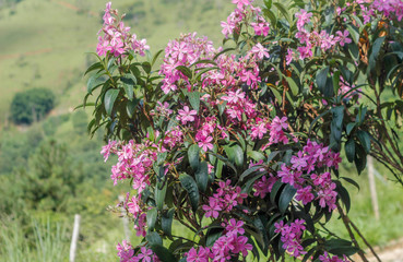 flowers in the garden