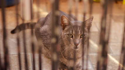 Cat behind the curtains