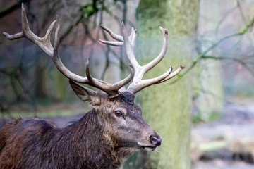 Naklejka na ściany i meble a red buck deer with large antlers
