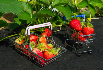 A small metal basket near a strawberry bush. A cart full of fresh strawberries. Selective focus.