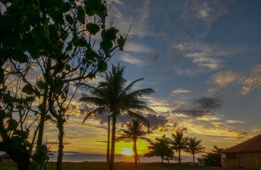palm trees at sunset