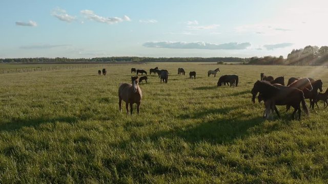 Drone flies along curious horses that are watching the camera. Animals in a pasture on a green meadow. Slider shot.