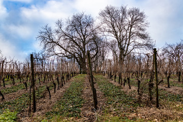 Fototapeta na wymiar looking up a row of grape vines