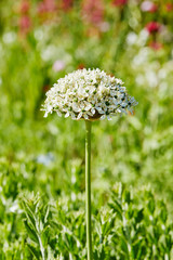 gros plan fleurs d'oignon allium de couleur blanche dans un jardin au printemps avec du soleil 