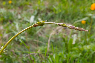 Young beautiful spring hop shoot on a green background.