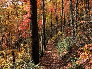 autumn in the woods