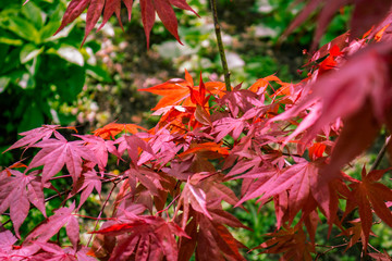 Close up of Japanese maple tree