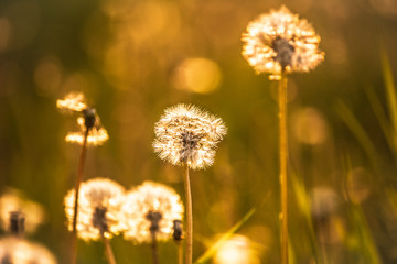 Fototapeta na wymiar dandelions in the light of the sun close-up