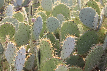 cactus in the desert