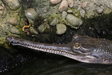 Gavial