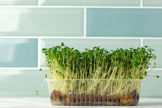 Micro Green Sprouts Growing In Tray In Kitchen Against Mint Tile Wall